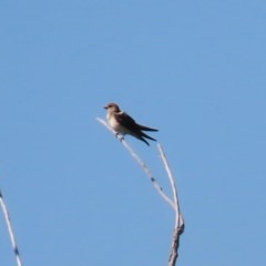 Petrochelidon ariel at Fyshwick, ACT - 26 Nov 2020