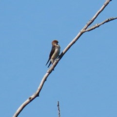 Petrochelidon ariel at Fyshwick, ACT - 26 Nov 2020