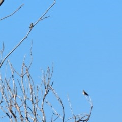 Petrochelidon ariel at Fyshwick, ACT - 26 Nov 2020