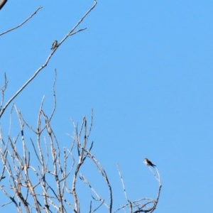 Petrochelidon ariel at Fyshwick, ACT - 26 Nov 2020