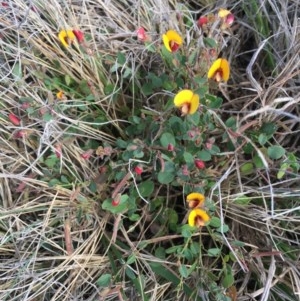 Bossiaea prostrata at Delegate, NSW - 1 Nov 2020