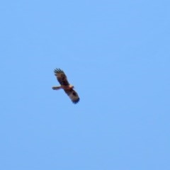 Hieraaetus morphnoides (Little Eagle) at Fyshwick, ACT - 26 Nov 2020 by RodDeb