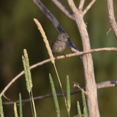 Pachycephala rufiventris (Rufous Whistler) at Wodonga, VIC - 27 Nov 2020 by Kyliegw