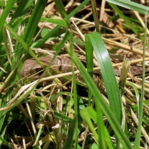 Pseudonaja textilis at Fyshwick, ACT - 27 Nov 2020