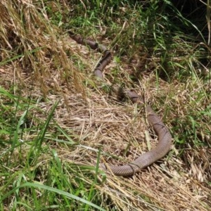 Pseudonaja textilis at Fyshwick, ACT - 27 Nov 2020