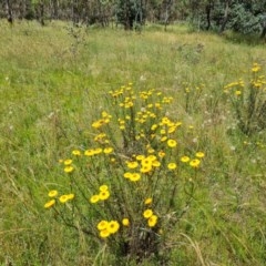 Xerochrysum viscosum (Sticky Everlasting) at Jerrabomberra, ACT - 27 Nov 2020 by Mike