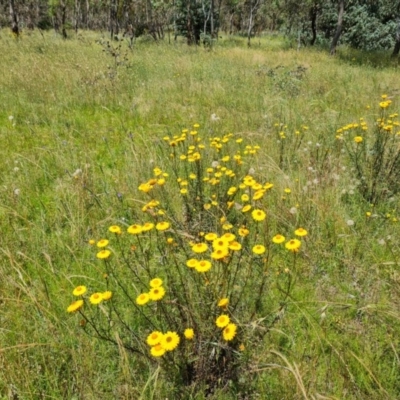 Xerochrysum viscosum (Sticky Everlasting) at Isaacs Ridge and Nearby - 27 Nov 2020 by Mike