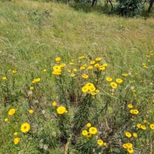 Xerochrysum viscosum at Jerrabomberra, ACT - 27 Nov 2020