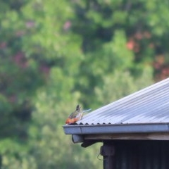 Platycercus elegans (Crimson Rosella) at Wodonga, VIC - 27 Nov 2020 by Kyliegw