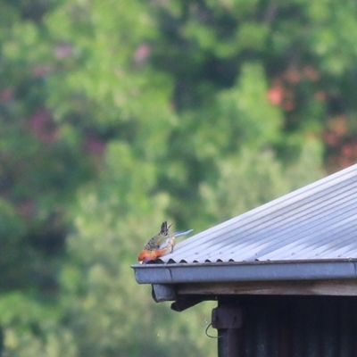 Platycercus elegans (Crimson Rosella) at Wodonga, VIC - 27 Nov 2020 by KylieWaldon