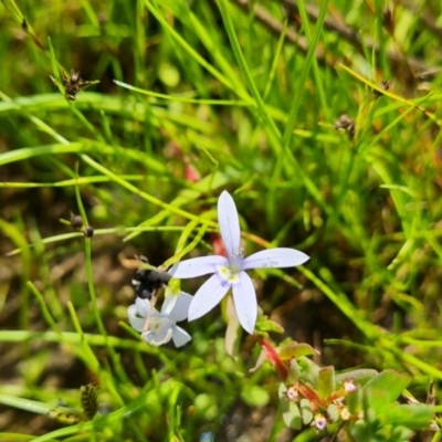 Isotoma fluviatilis subsp. australis (Swamp Isotome) at Isaacs Ridge and Nearby - 27 Nov 2020 by Mike