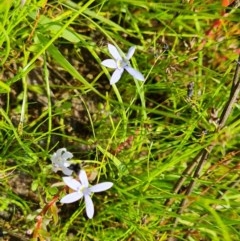 Isotoma fluviatilis subsp. australis at Jerrabomberra, ACT - 27 Nov 2020