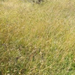 Themeda triandra (Kangaroo Grass) at Isaacs Ridge and Nearby - 27 Nov 2020 by Mike