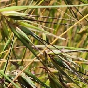 Themeda triandra at Jerrabomberra, ACT - 27 Nov 2020