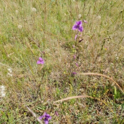 Arthropodium fimbriatum (Nodding Chocolate Lily) at Jerrabomberra, ACT - 27 Nov 2020 by Mike