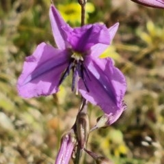 Arthropodium fimbriatum at Jerrabomberra, ACT - 27 Nov 2020