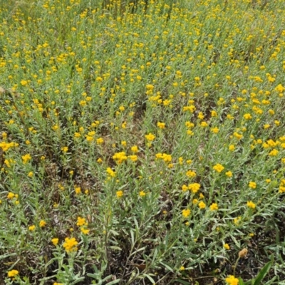 Chrysocephalum apiculatum (Common Everlasting) at Symonston, ACT - 27 Nov 2020 by Mike