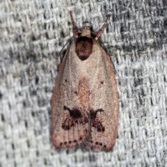 Heliocausta undescribed species (A Concealer moth (Wingia group)) at O'Connor, ACT - 25 Nov 2020 by ibaird