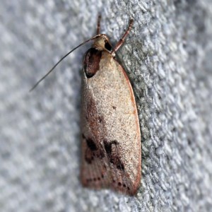 Heliocausta undescribed species at O'Connor, ACT - 25 Nov 2020 11:26 PM