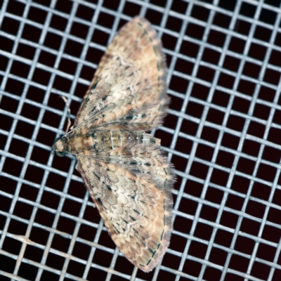 Chloroclystis catastreptes (Green and Brown Carpet) at O'Connor, ACT - 25 Nov 2020 by ibaird