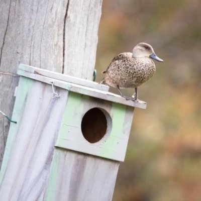 Anas gracilis (Grey Teal) at QPRC LGA - 19 Nov 2020 by alicemcglashan