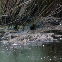 Anas gracilis at Wamboin, NSW - 19 Nov 2020