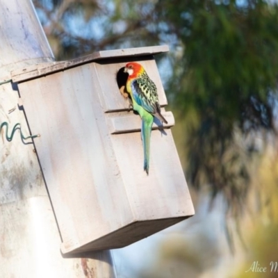 Platycercus eximius (Eastern Rosella) at Wamboin, NSW - 26 Nov 2020 by alicemcglashan