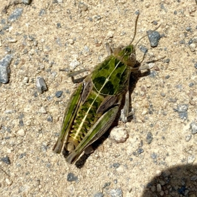 Perunga ochracea (Perunga grasshopper, Cross-dressing Grasshopper) at QPRC LGA - 27 Nov 2020 by Wandiyali