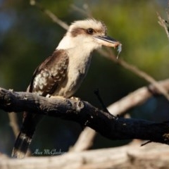 Dacelo novaeguineae (Laughing Kookaburra) at Wamboin, NSW - 26 Nov 2020 by alicemcglashan