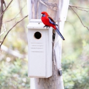 Platycercus elegans at Wamboin, NSW - suppressed