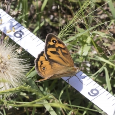 Heteronympha merope (Common Brown Butterfly) at Aranda Bushland - 26 Nov 2020 by AlisonMilton