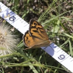 Heteronympha merope at Holt, ACT - 26 Nov 2020 10:52 PM