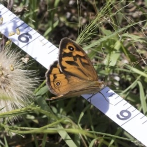 Heteronympha merope at Holt, ACT - 26 Nov 2020