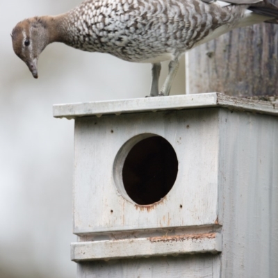 Chenonetta jubata (Australian Wood Duck) at QPRC LGA - 19 Sep 2020 by alicemcglashan