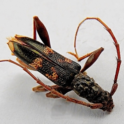 Coptocercus pedator (A longhorn beetle) at Crooked Corner, NSW - 1 Feb 2020 by Milly
