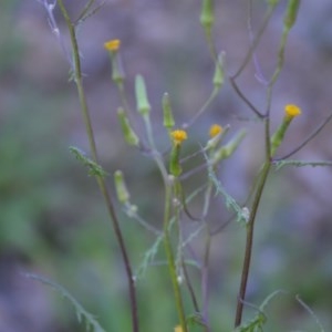 Senecio hispidulus at Wamboin, NSW - 27 Sep 2020