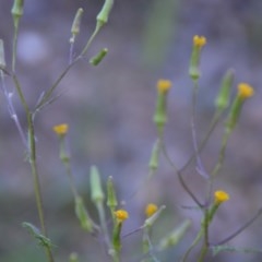 Senecio hispidulus at Wamboin, NSW - 27 Sep 2020