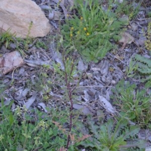 Senecio hispidulus at Wamboin, NSW - 27 Sep 2020