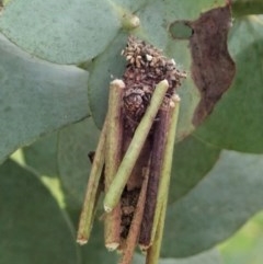 Clania lewinii & similar Casemoths (Parallel stick Case Moths) at Cook, ACT - 22 Nov 2020 by CathB