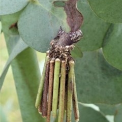 Clania lewinii & similar Casemoths at Cook, ACT - 22 Nov 2020