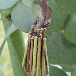 Clania lewinii & similar Casemoths at Cook, ACT - 22 Nov 2020