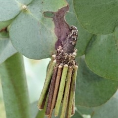 Clania lewinii & similar Casemoths at Cook, ACT - 22 Nov 2020