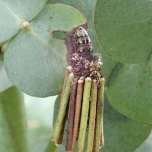 Clania lewinii & similar Casemoths at Cook, ACT - 22 Nov 2020