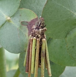 Clania lewinii & similar Casemoths at Cook, ACT - 22 Nov 2020