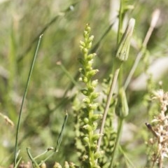 Microtis sp. (Onion Orchid) at Aranda Bushland - 26 Nov 2020 by AlisonMilton