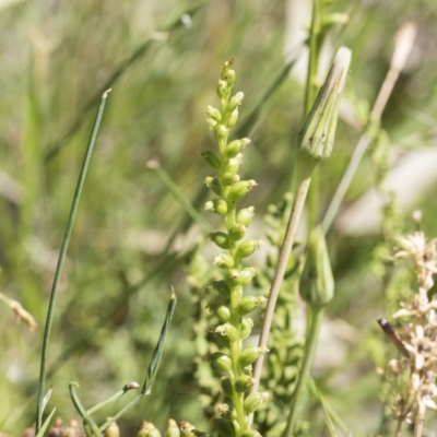 Microtis sp. (Onion Orchid) at Aranda Bushland - 26 Nov 2020 by AlisonMilton