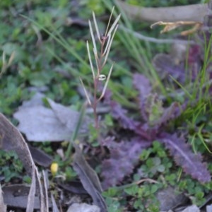 Cardamine hirsuta at Wamboin, NSW - 27 Sep 2020