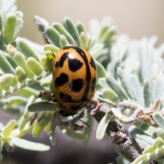 Peltoschema oceanica (Oceanica leaf beetle) at Aranda Bushland - 26 Nov 2020 by AlisonMilton