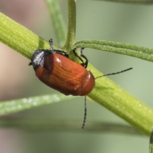 Aporocera (Aporocera) haematodes at Holt, ACT - 26 Nov 2020