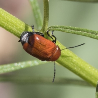 Aporocera (Aporocera) haematodes (A case bearing leaf beetle) at Aranda Bushland - 26 Nov 2020 by AlisonMilton